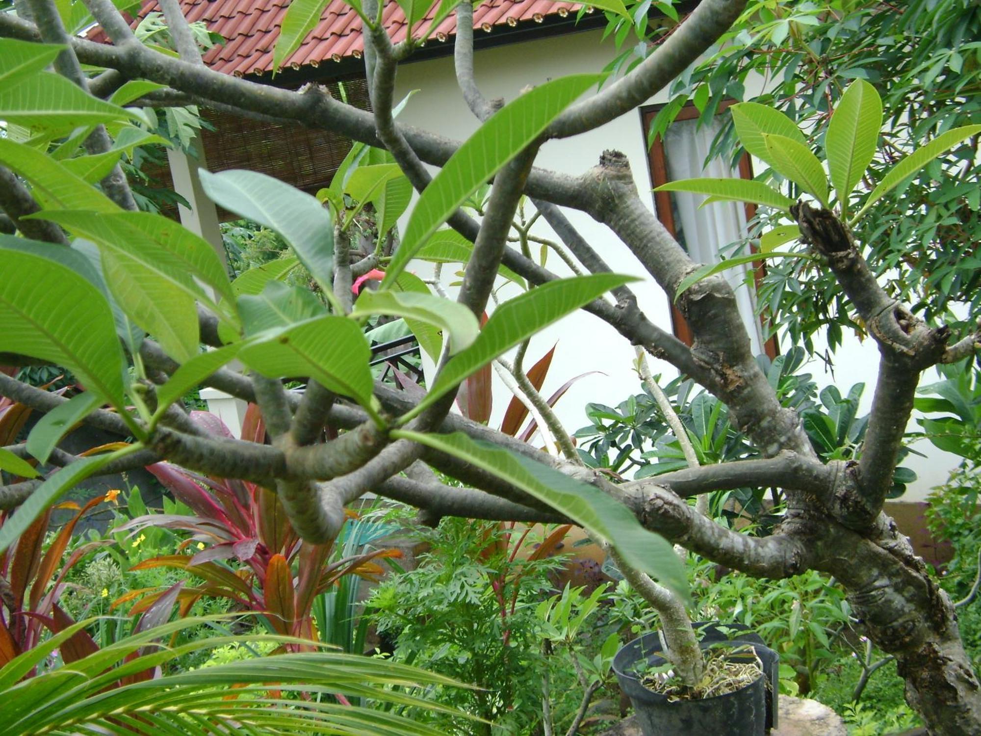 Sinar Bali 2 Hotell Amed Exteriör bild